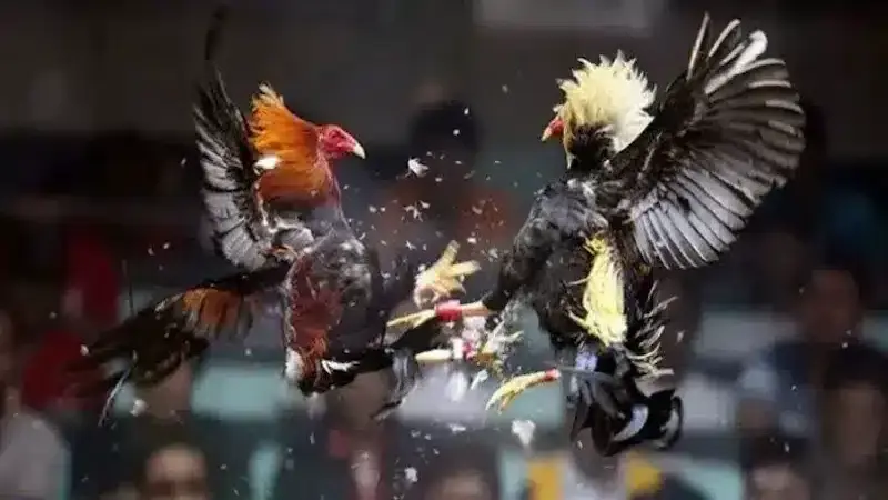 Thomo Cockfighting